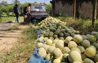Omzet Puluhan Juta, Panen Semangka Hingga Melon Premium Petani Binaan PT IKPP Perawang